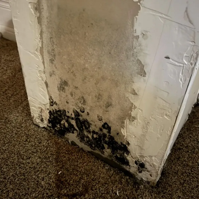 Professional Mold Removal in Universal City, CA